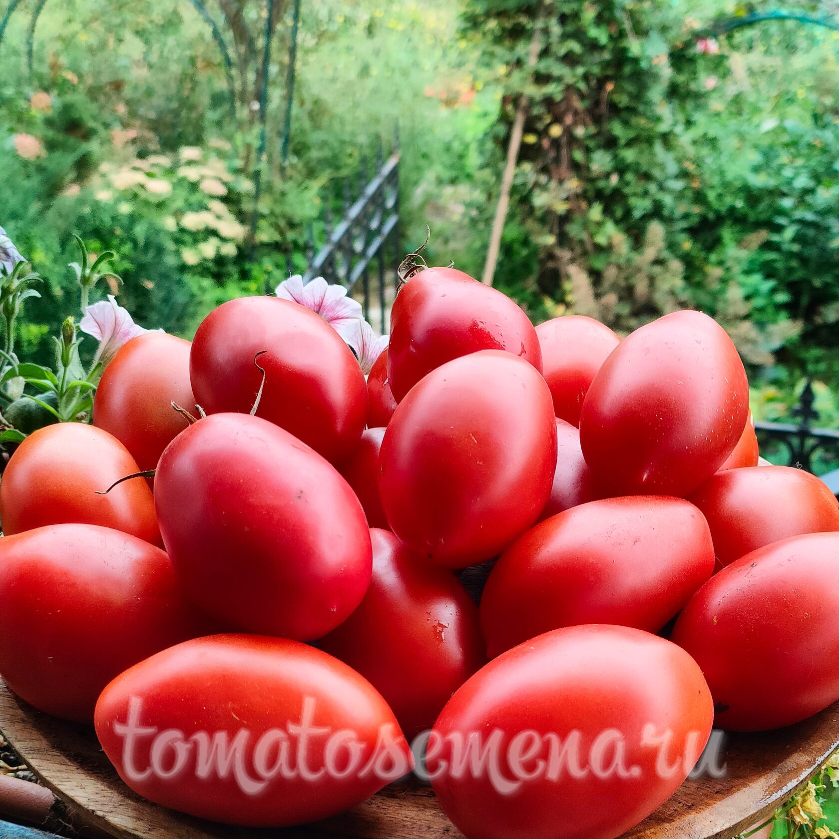 Кавказская лиана (Kaukasische Liane)