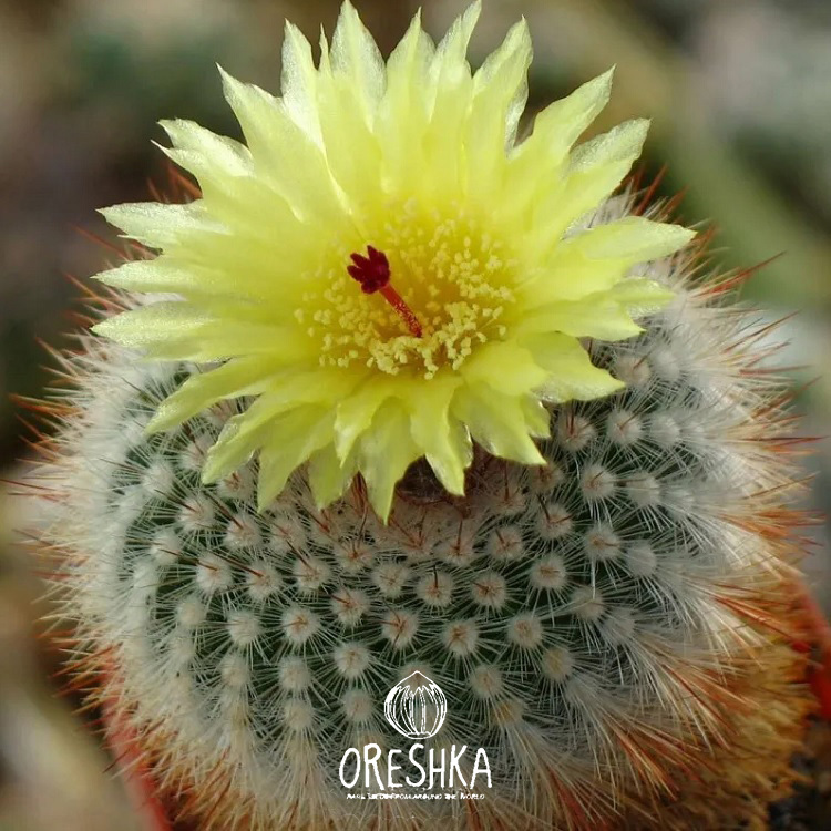 Seeds of Cactus Notocactus mix (Notocactus mix) — 10 pcs