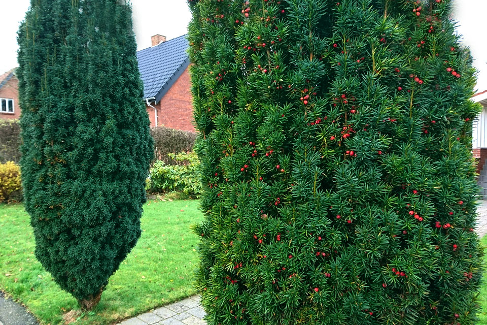 Тис средний Хилли - купить по цене от 1800 руб с доставкой по Москве - интернет 