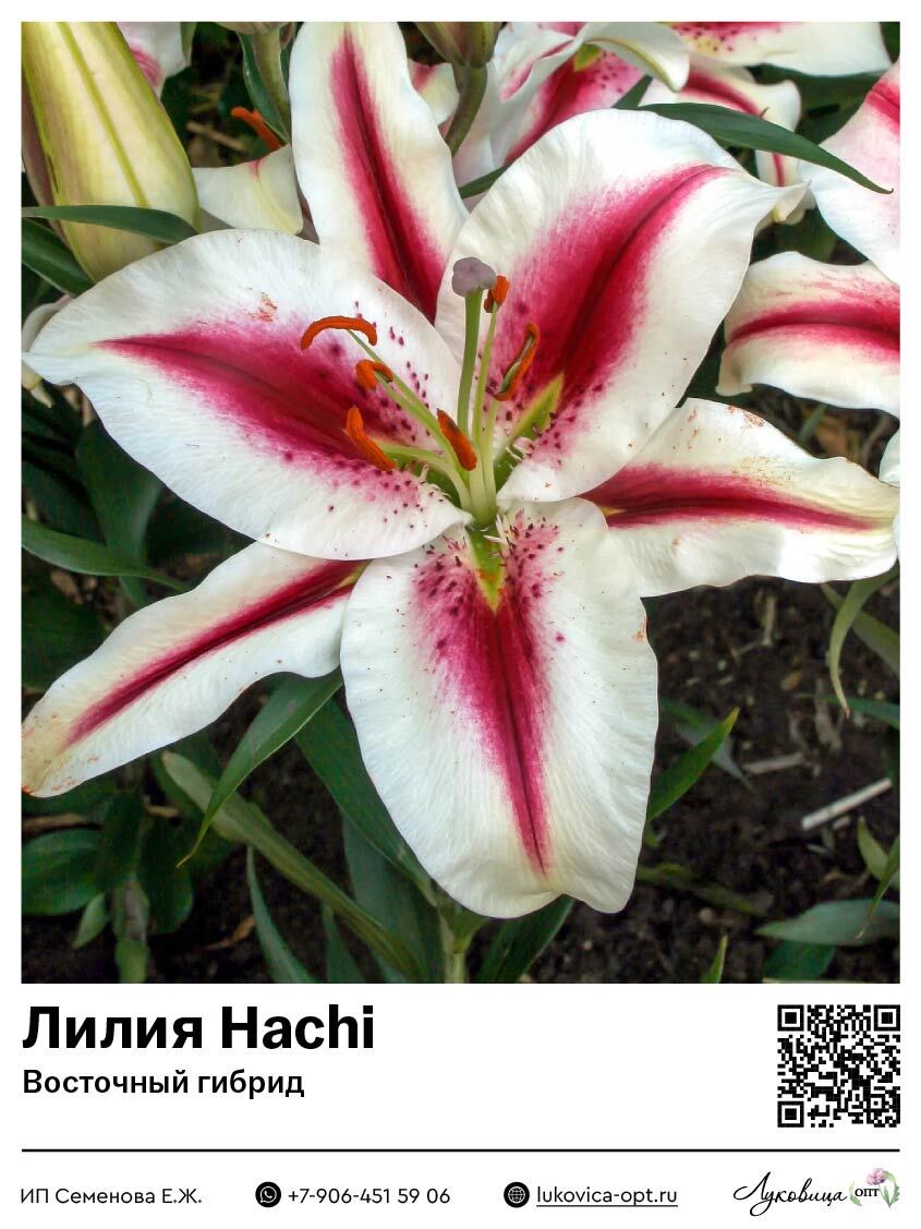 Лилия Hachi (Восточный [ориентальный] гибрид)