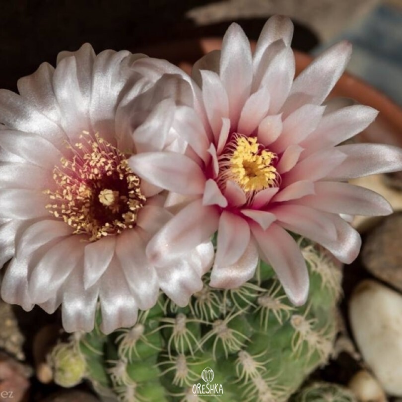 Seeds of Cactus Gymnocalycium calochlorum (Gymnocalycium calochlorum) — 10 pcs