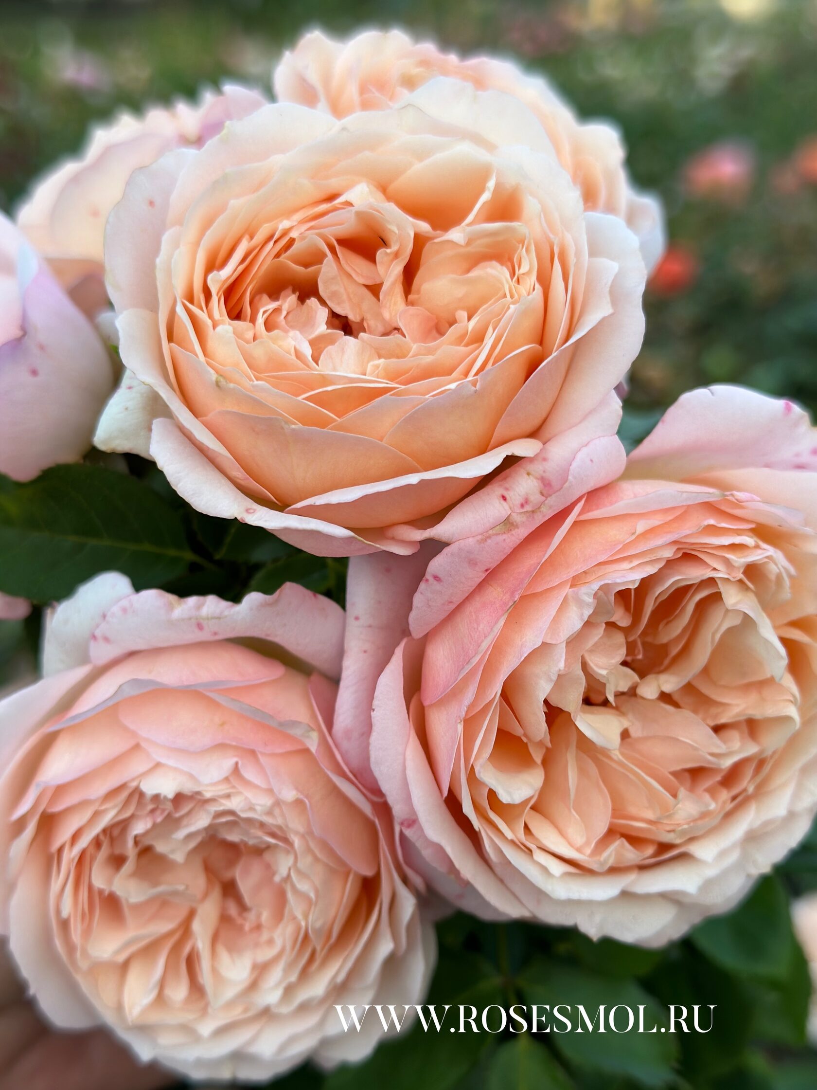 Роза Шарль де Нерво (Charles de Nervaux) Купить саженцы роз. Питомник ...