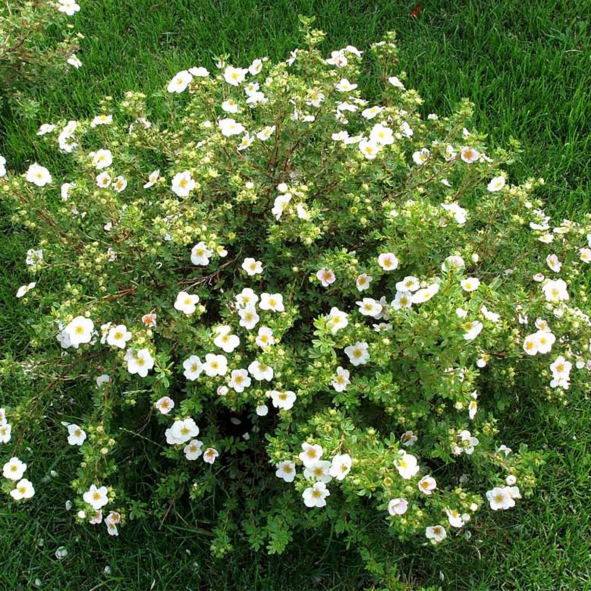 Лапчатка бела. Лапчатка Маунт Эверест. Лапчатка Abbotswood. Potentilla fruticosa Abbotswood. Лапчатка белая куст.