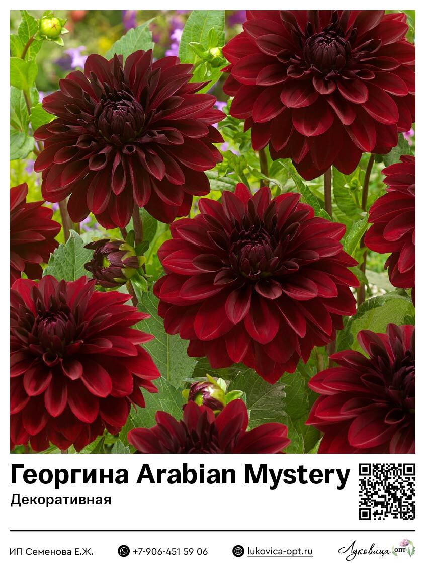 Георгина Arabian Mystery (Декоративная) 1 шт