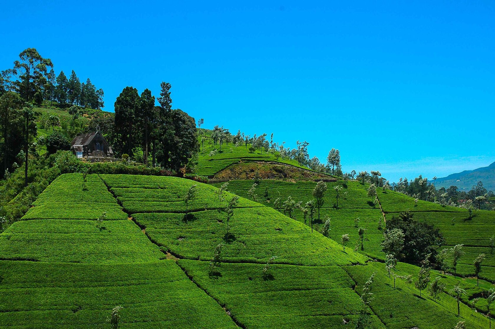 Нувара Элия Шри Ланка. Канди Шри Ланка чайные плантации. Чайные плантации Шри Ланки. Нувара-Элия – Канди Шри-Ланка.