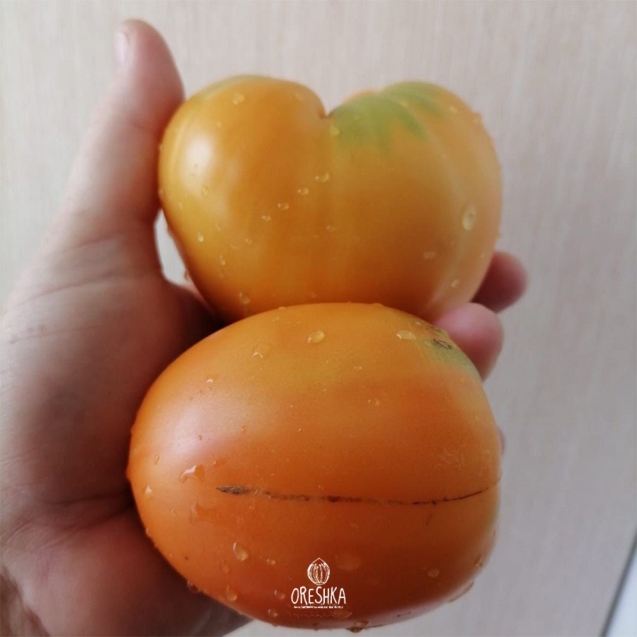 Seeds of Tomato ⁠Home hearts from Gonsiorovski yellow (solanum lycopersicum) — 10 pcs