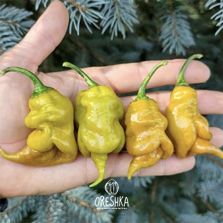 Seeds of Hot pepper Bahamian Beast Mustard (Capsicum) — 5 pcs