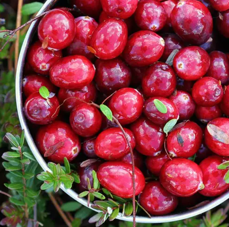 Клюквенный лес Ароматическое масло CandleScience