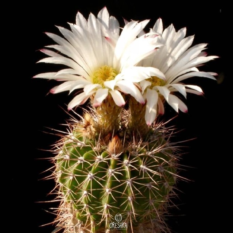 Seeds of Cactus Acanthocalycium spiniflorum VG 1087 (Acanthocalycium spiniflorum VG 1087) — 10 pcs