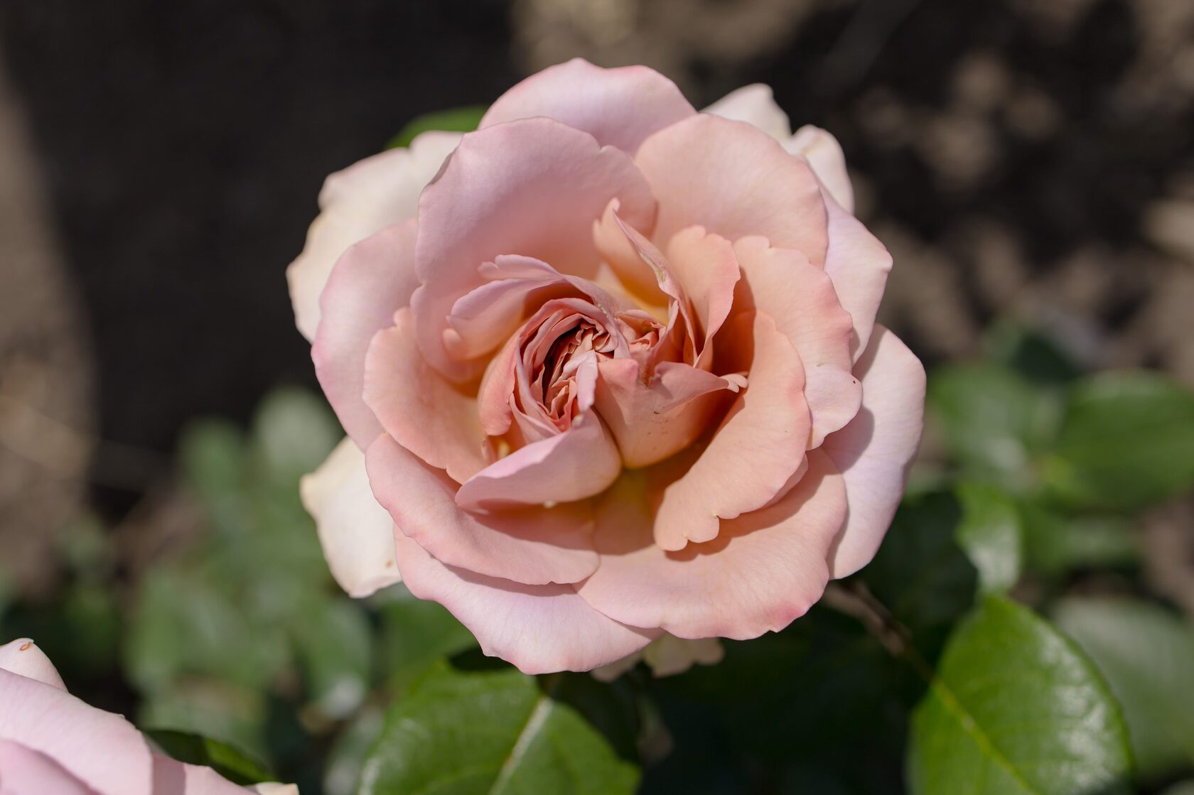 Līga, rožu stādi – Rožu šķirnes katalogs | Usmas Rozes