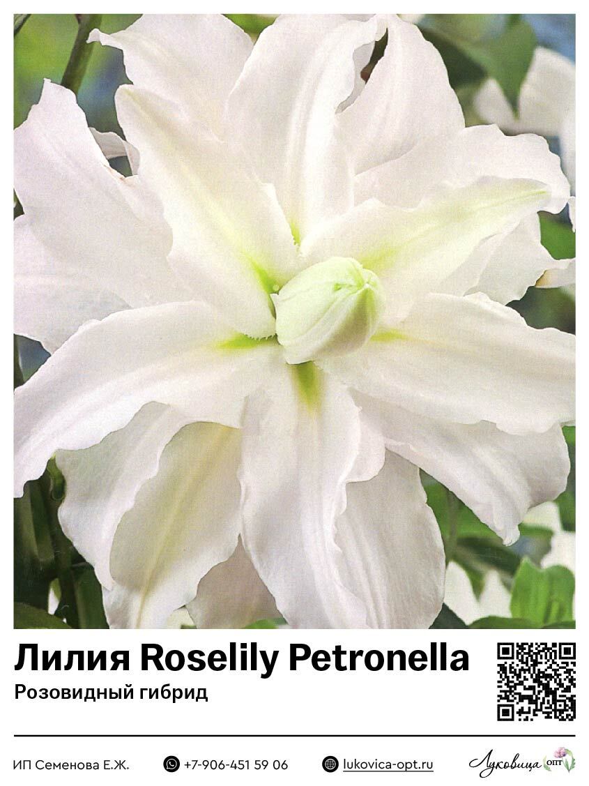 Лилия Roselily Petronella (Розовидный гибрид)