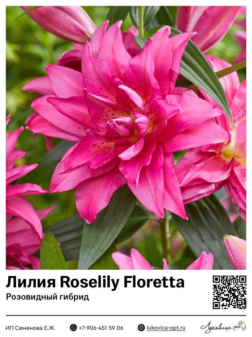 Лилия Roselily Floretta (Розовидный гибрид)