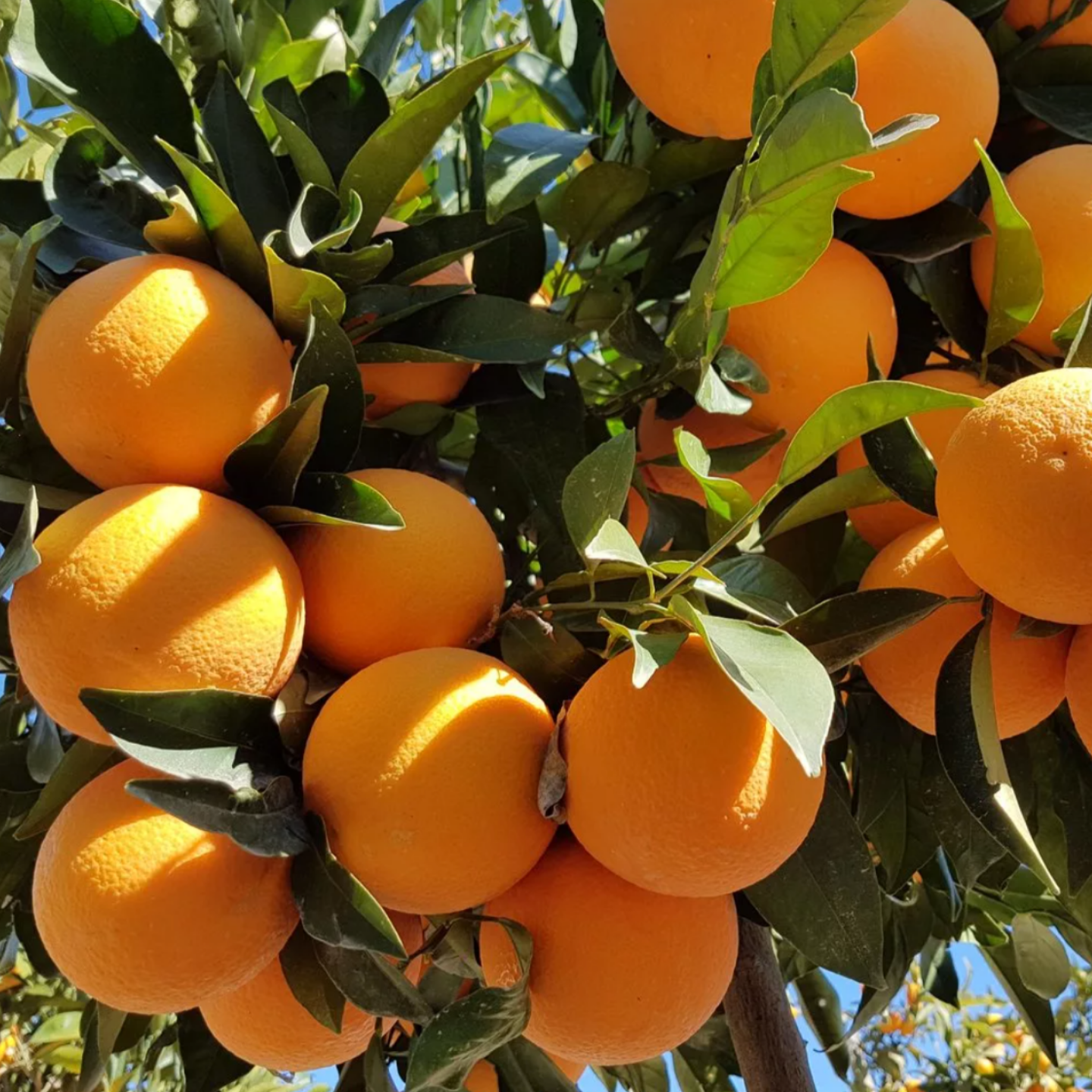 Сладкий апельсин. Апельсин (Citrus sinensis). Апельсин дикий померанец. Сладкий апельсин Citrus sinensis Sweet Orange. Дикий померанец.