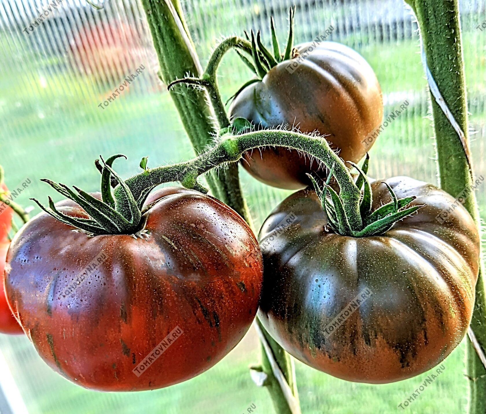 Томат Земледелец F1