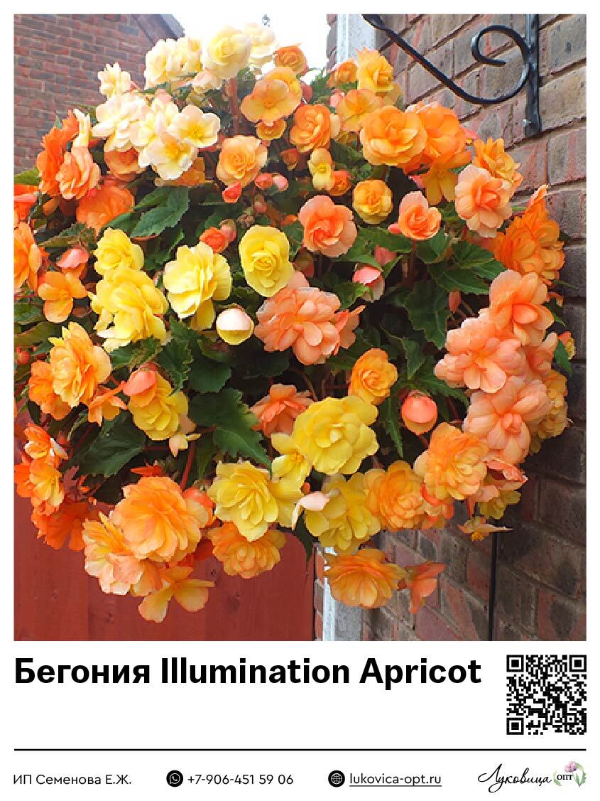 Бегония Illumination Apricot