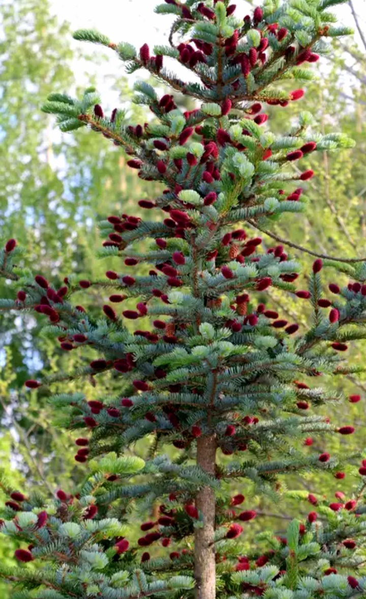 Семена ели аянской