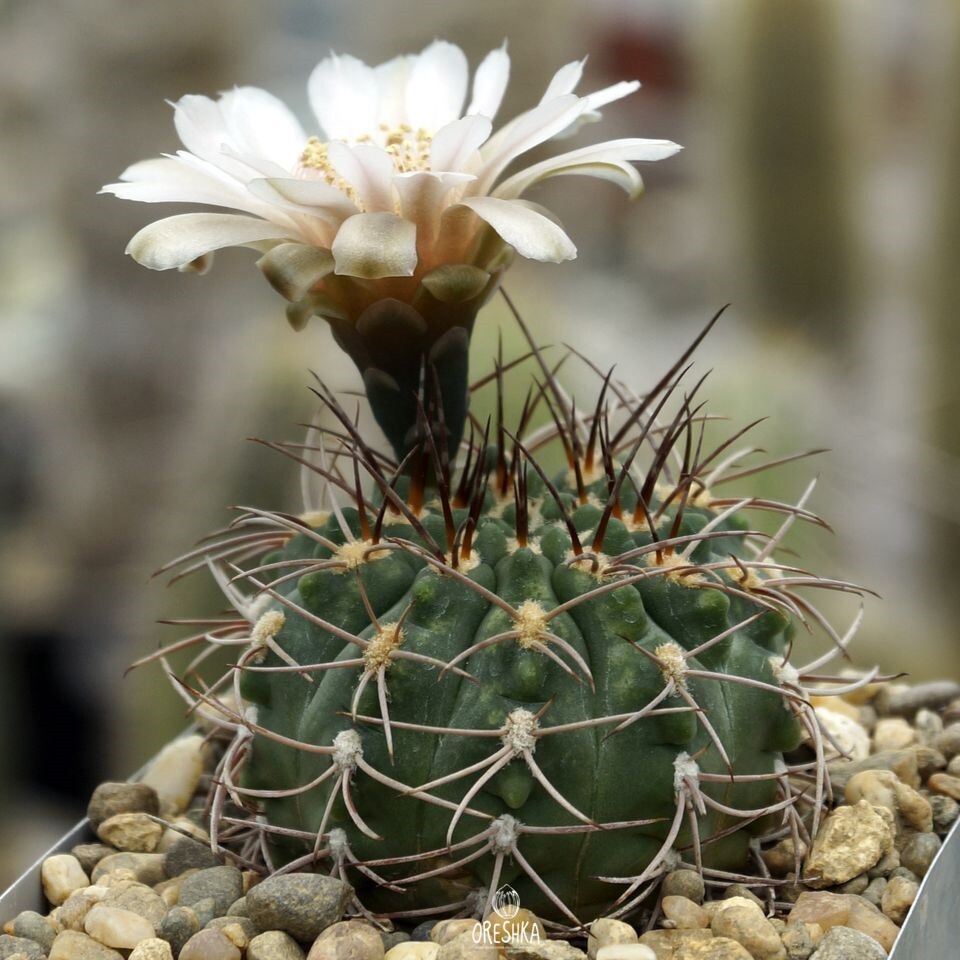 Seeds of Cactus Gymnocalycium weissianum ISI 1705 (Gymnocalycium weissianum ISI 1705) — 10 pcs