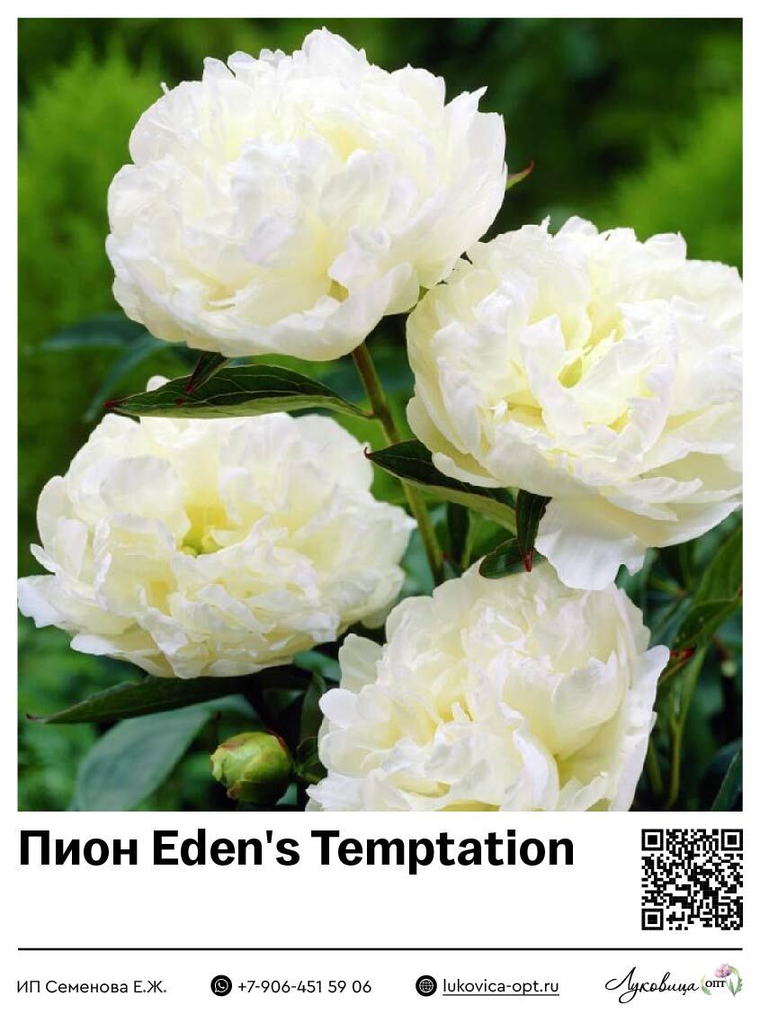 Пион Eden's Temptation