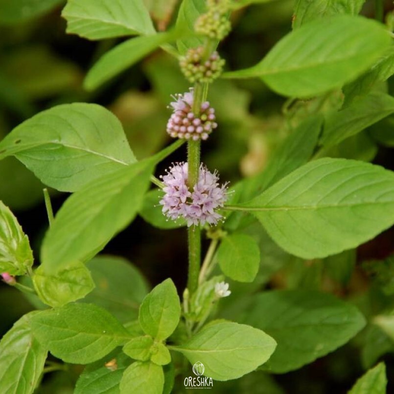 Seeds of Wild mint (Mentha arvensis) — 30 pcs