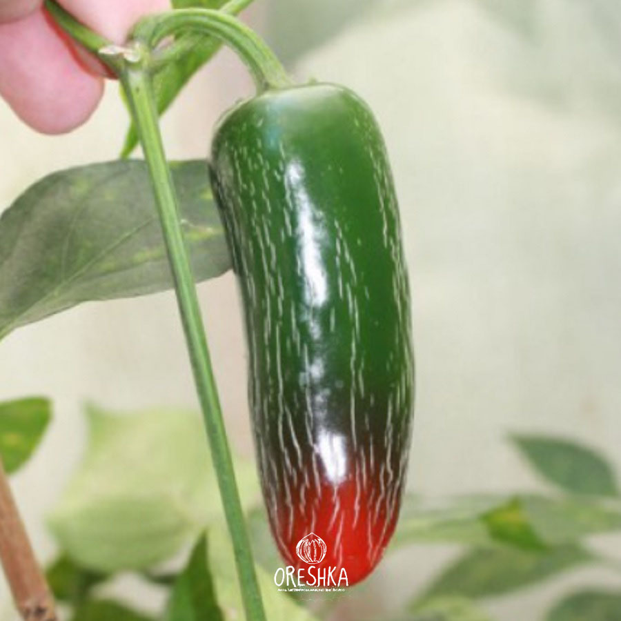 Seeds of Hot pepper Jalapeno Biker Billy (Capsicum) — 5 pcs