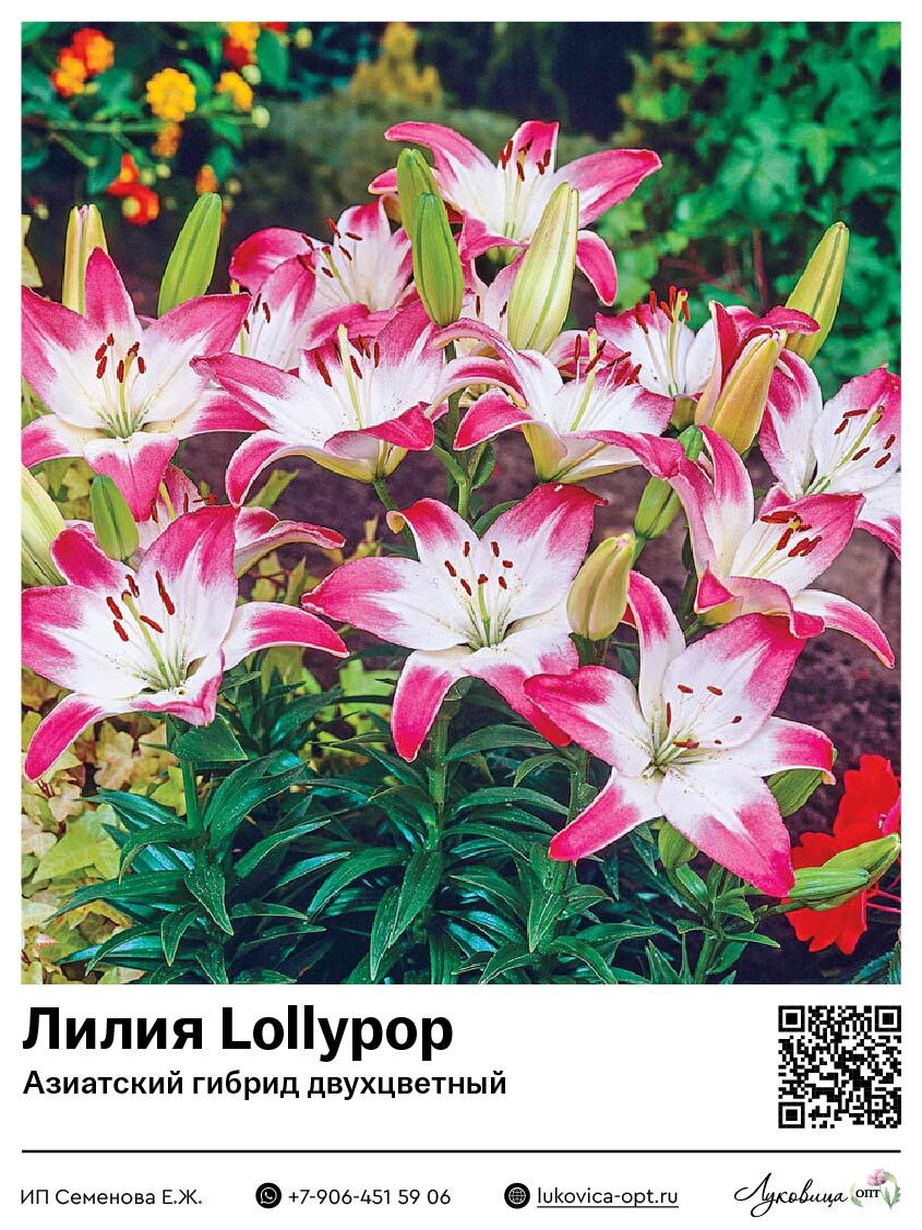 Лилия Lollypop (Азиатский гибрид, двухцветный)