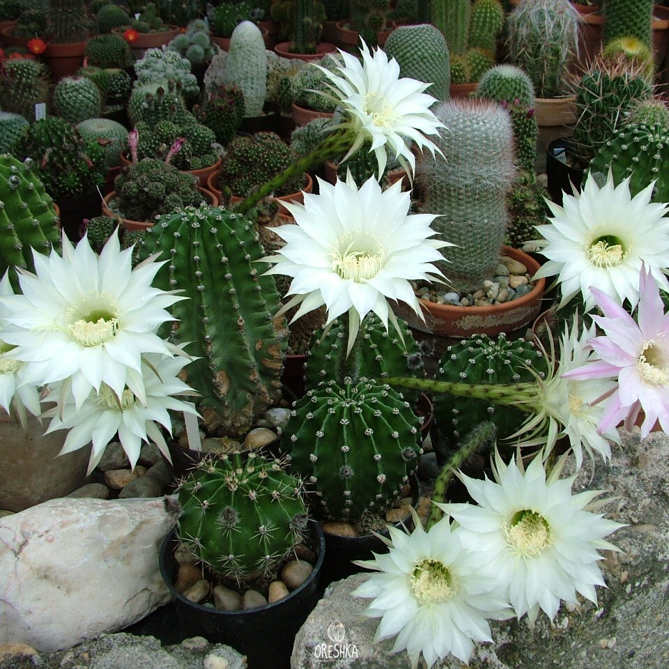 Seeds of Cactus Echinopsis eyriesii (Echinopsis eyriesii) — 10 pcs