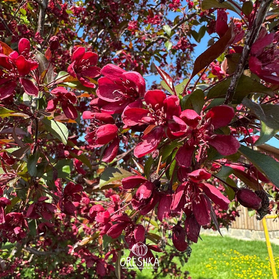 Malus Royalty seeds germination cold stratification refrigerator method