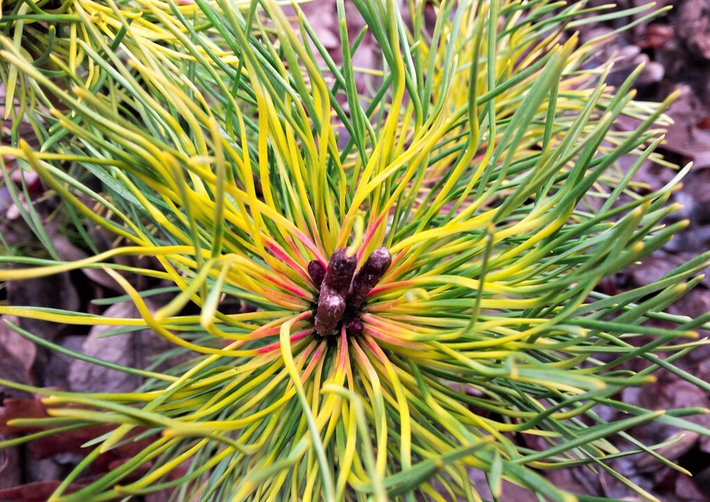 Сосна крючковатая Тукан (Pinus Uncinata Tukan)