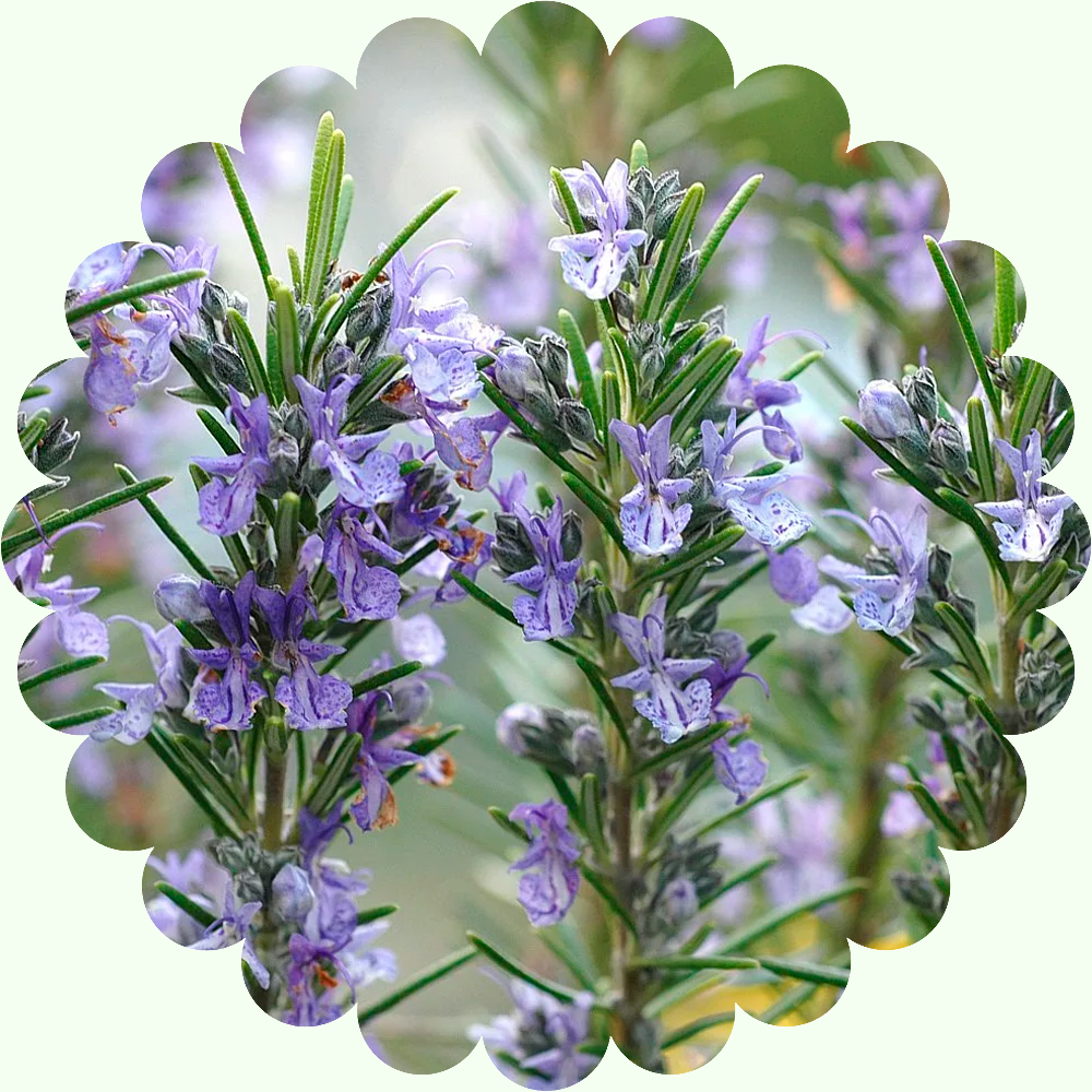 Розмарин лекарственный