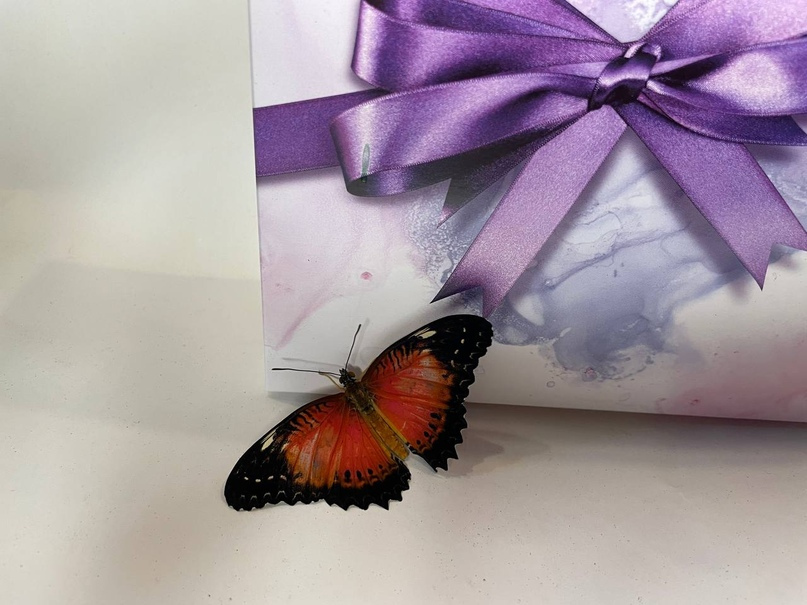 Живая бабочка в коробке подарок. Живые бабочки в подарок. Коробка с бабочками. Живая бабочка в коробке подарок. Букет с живой бабочкой внутри.