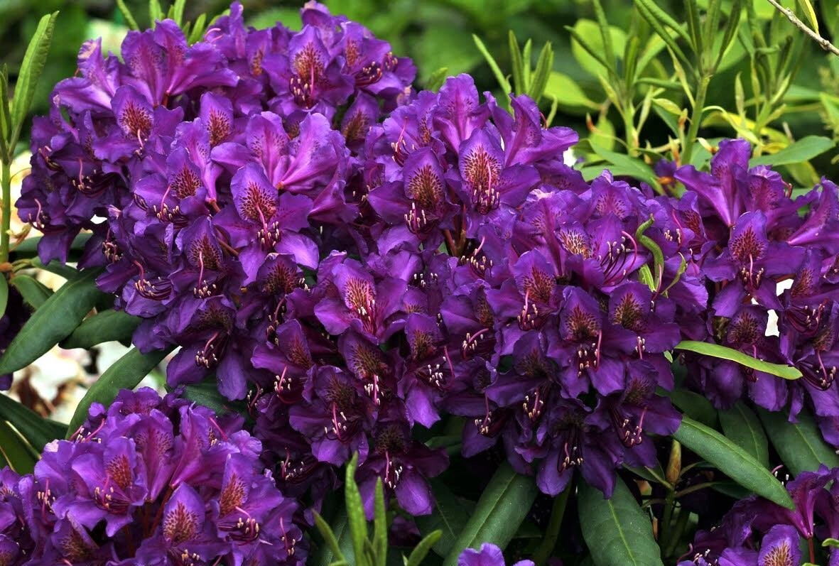 Rododendras Rasputin Рододендрон гибридный Распутин (Rhododendron hybridum Rasputin) в ...