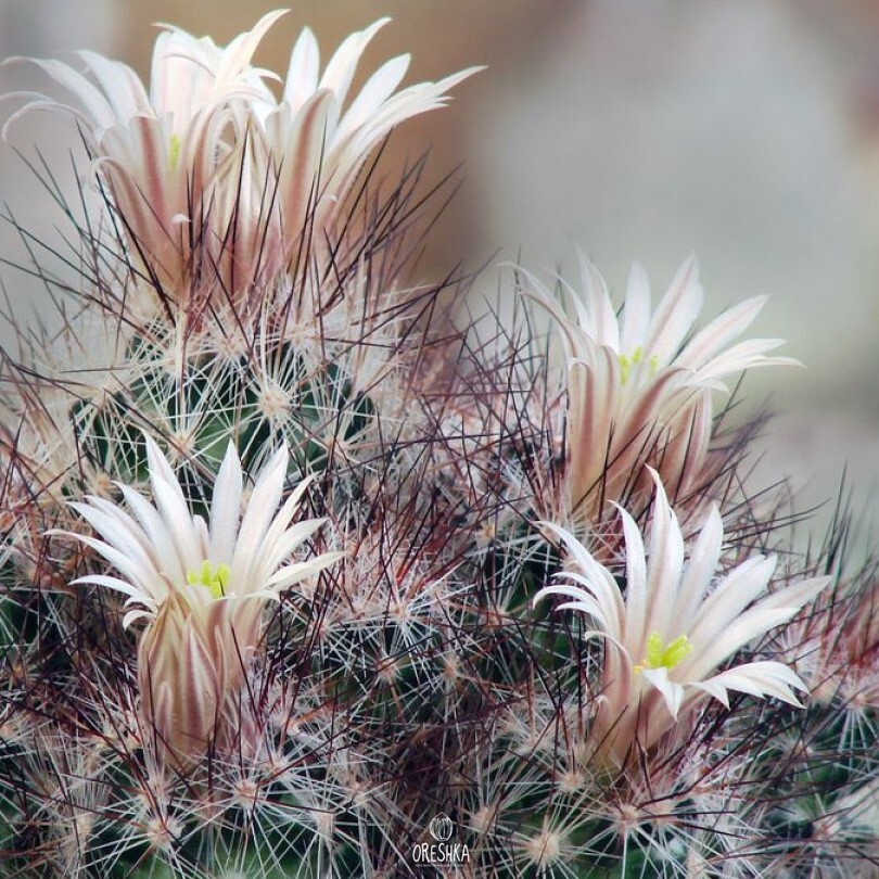 Seeds of Cactus Escobaria zilziana (Escobaria zilziana) — 10 pcs
