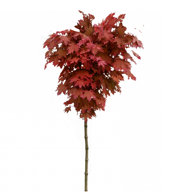 Клен остролистный Роял Ред