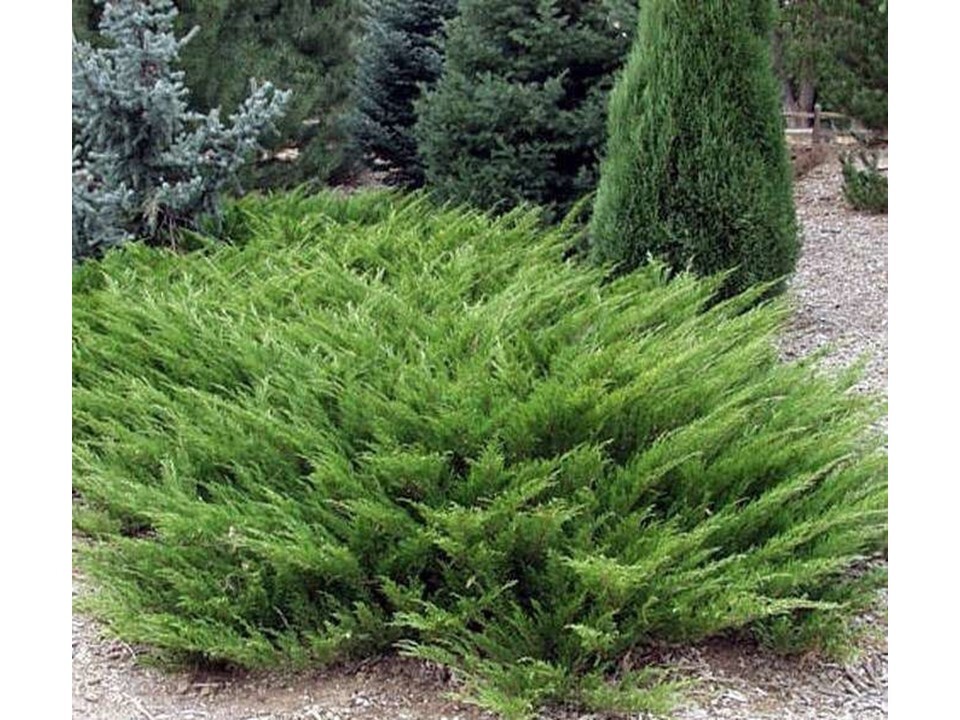 можжевельник казацкий mas. можжевельник казацкий сабина мас. можжевельник казацкий hicksii. можжевельник казацкий тамарисцифолия зимой. можжевельник казацкий tamariscifolia.