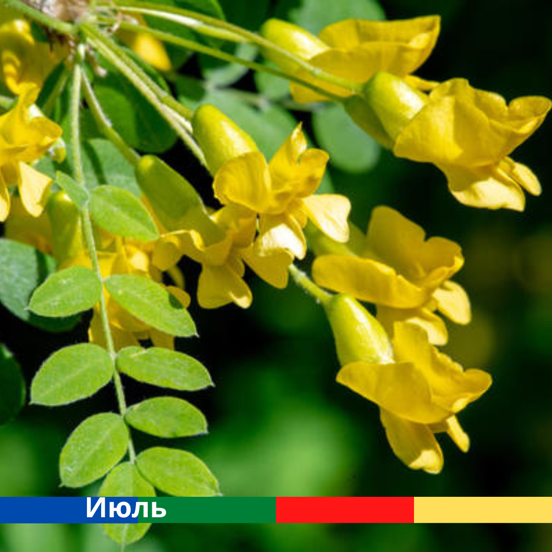 Южная акация. Акация 6 буквы сканворд. Акация (robinia pseudoacacia). Белая акация дерево. Робиния лжеакация колючки.
