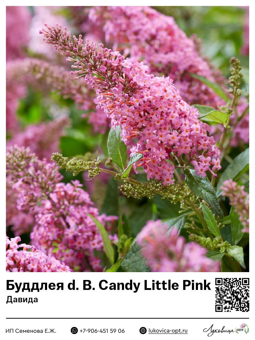 Буддлея Давида Butterfly Candy Little Pink