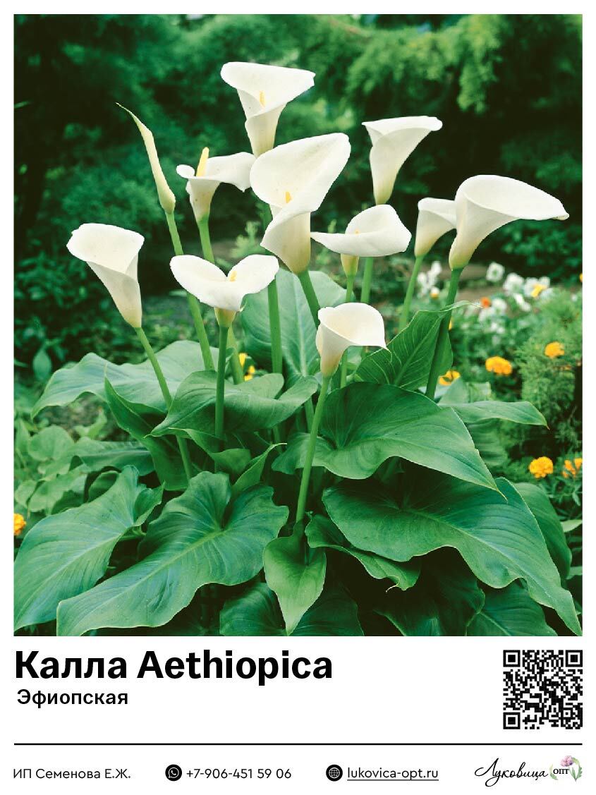 Калла Aethiopica (Эфиопская)