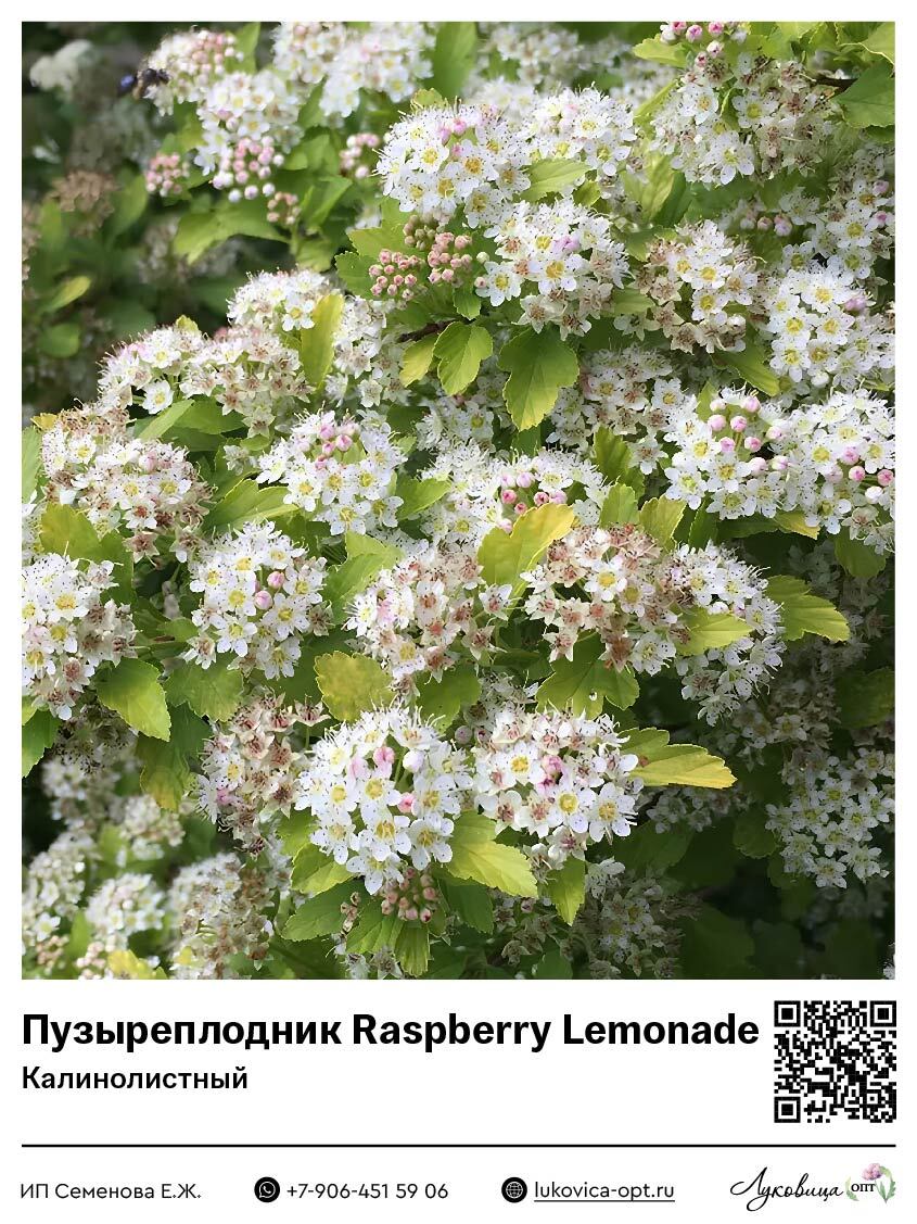 Пузыреплодник калинолистный Raspberry Lemonade (Распберри Лемонад)