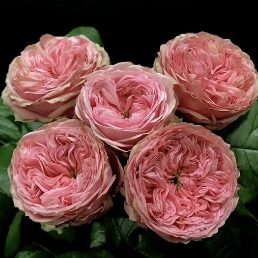 купить саженцы роз почтой Розапитомник Элит Каталог