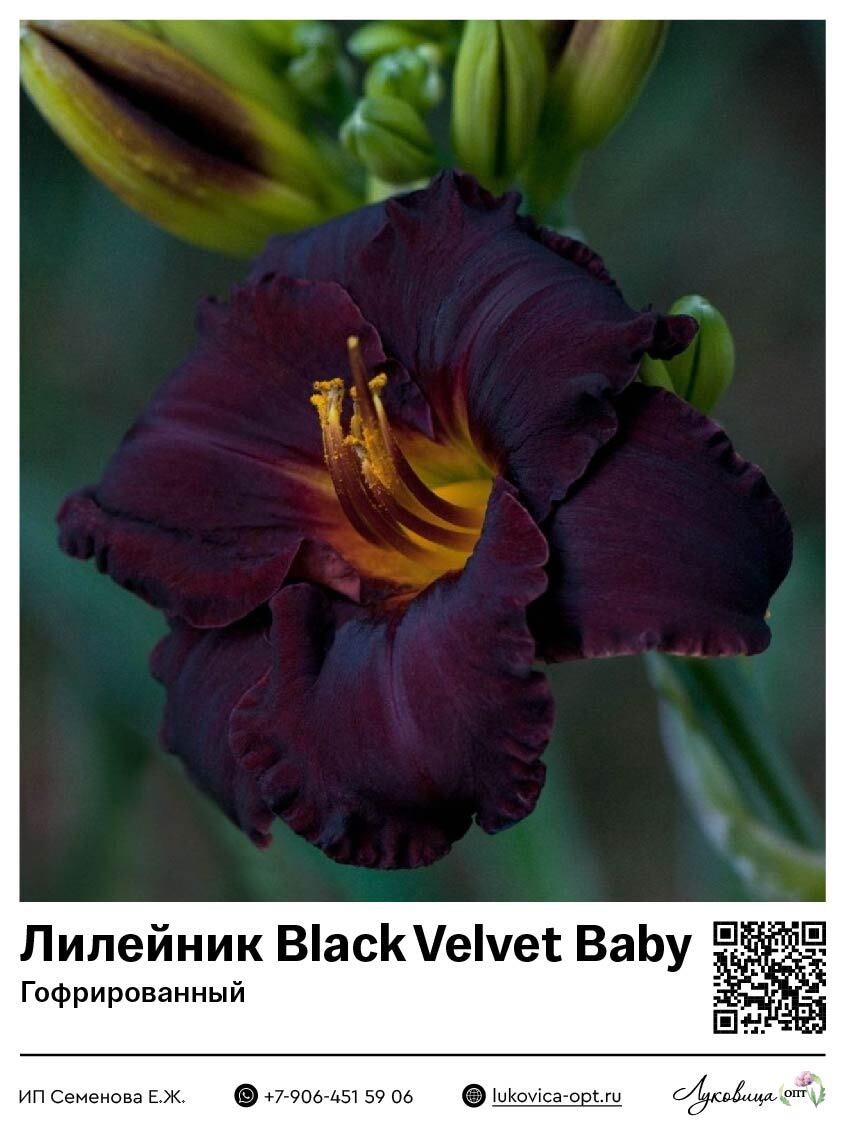 Лилейник Black Velvet Baby (Гофрированный)