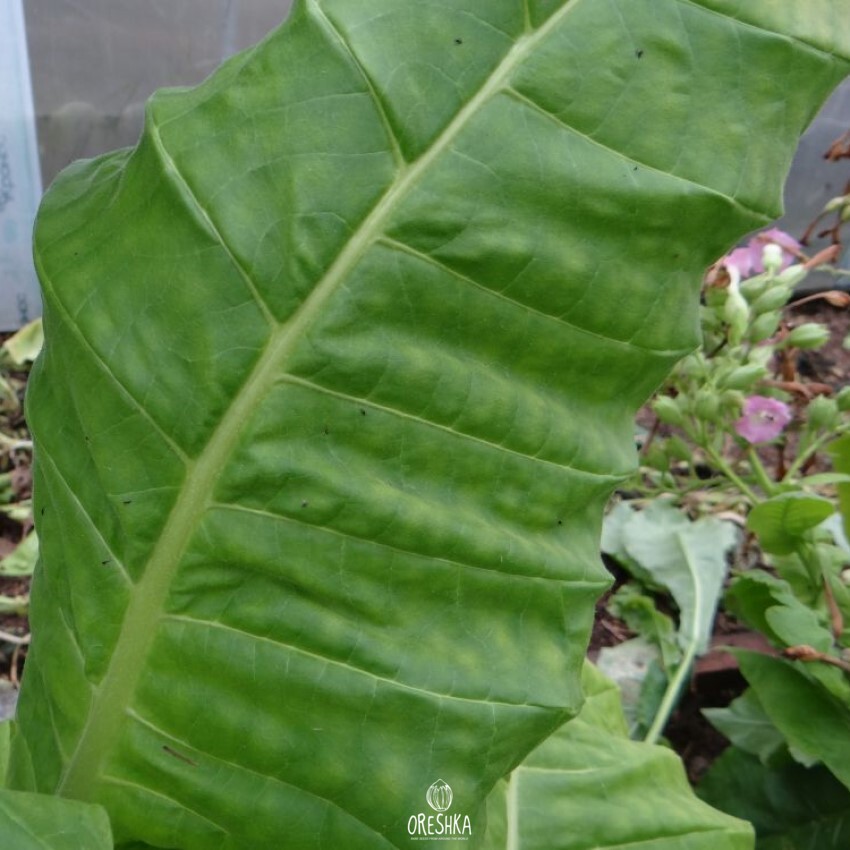 Seeds of Tobacco Large leaf 32 (Nicotiana tabacum) — 300 pcs