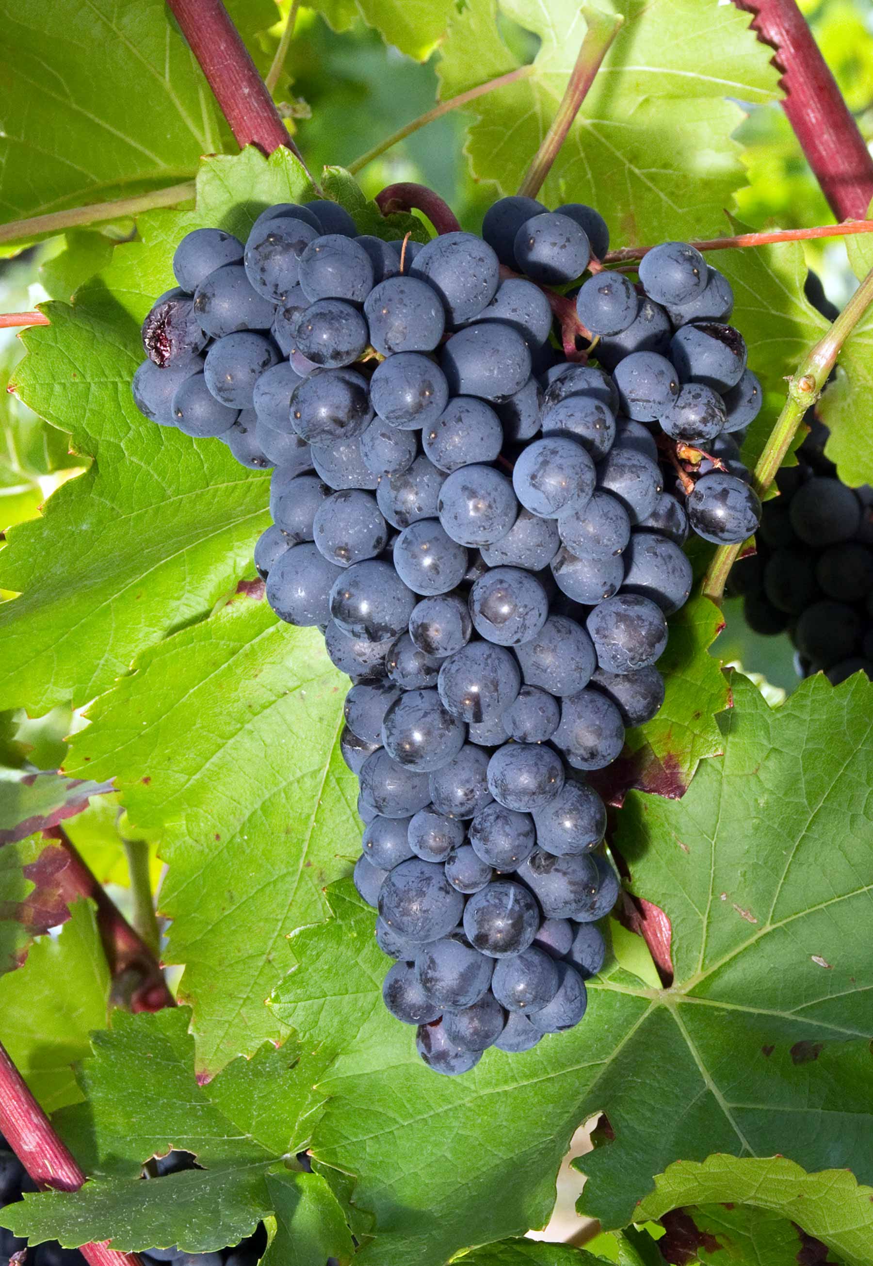 Виноград одесская. Одесский черный сорт винограда. Сорт винограда Одесса. Виноград сорт Одесский. Одесский сувенир сорт винограда.