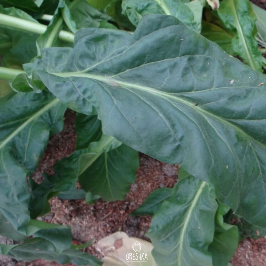 Seeds of Tobacco bosikappal (Nicotiana tabacum) — 300 pcs