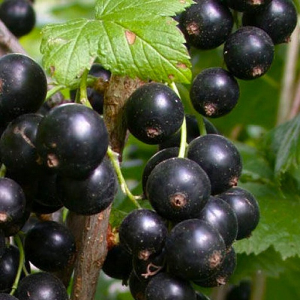 Смородина чёрная жемчужина. Смородина черная ojebyn. Смородина черная белорусская сладкая. Смородина нюрсинка. Смородина черная белорусская сладкая.