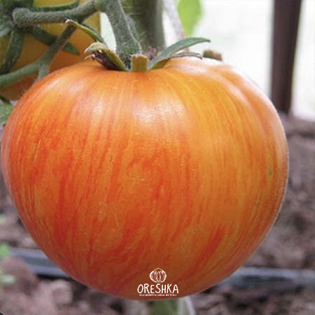 Seeds of Tomato Plan 9 from Outer Space (solanum lycopersicum) — 10 pcs