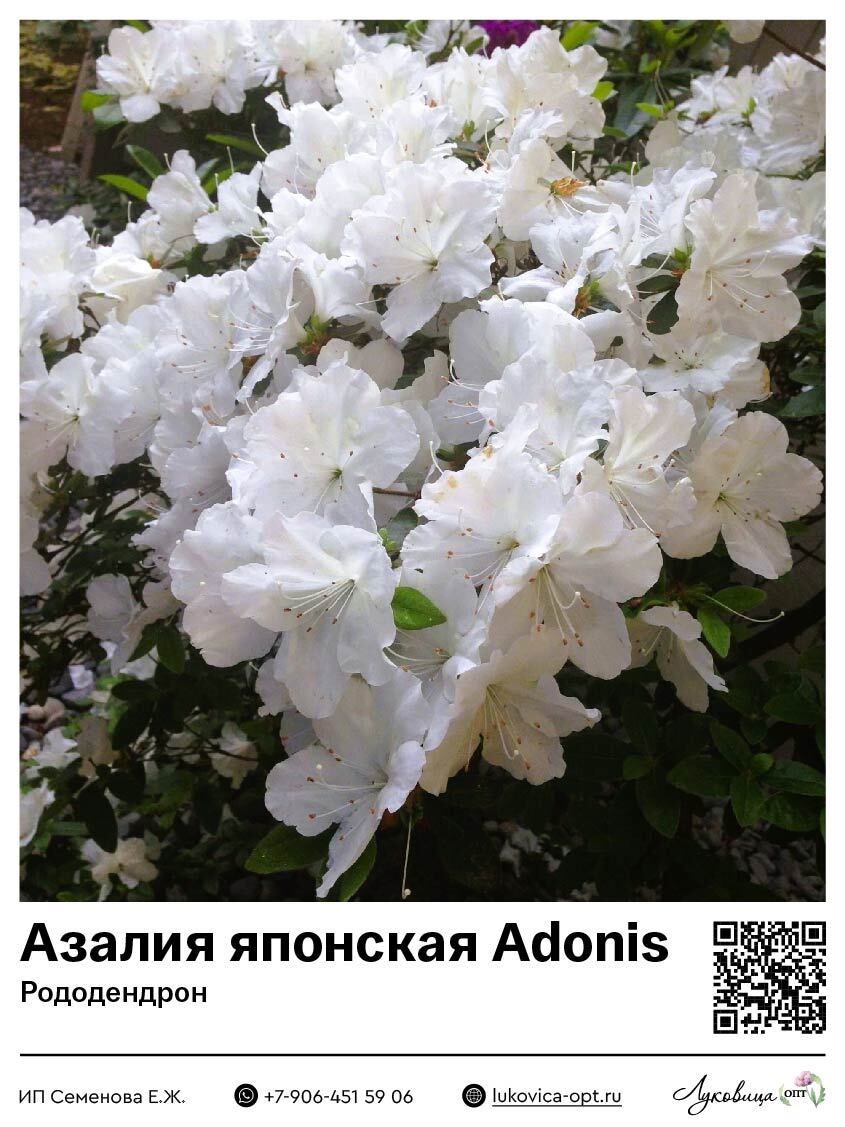 Азалия японская [Рододендрон] Adonis (Адонис)