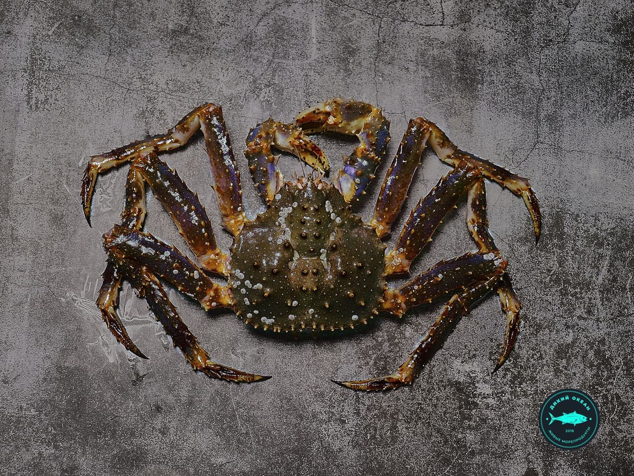Краб Синий - Краб Синий (живой)