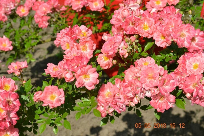 Роза ферди фото и описание отзывы