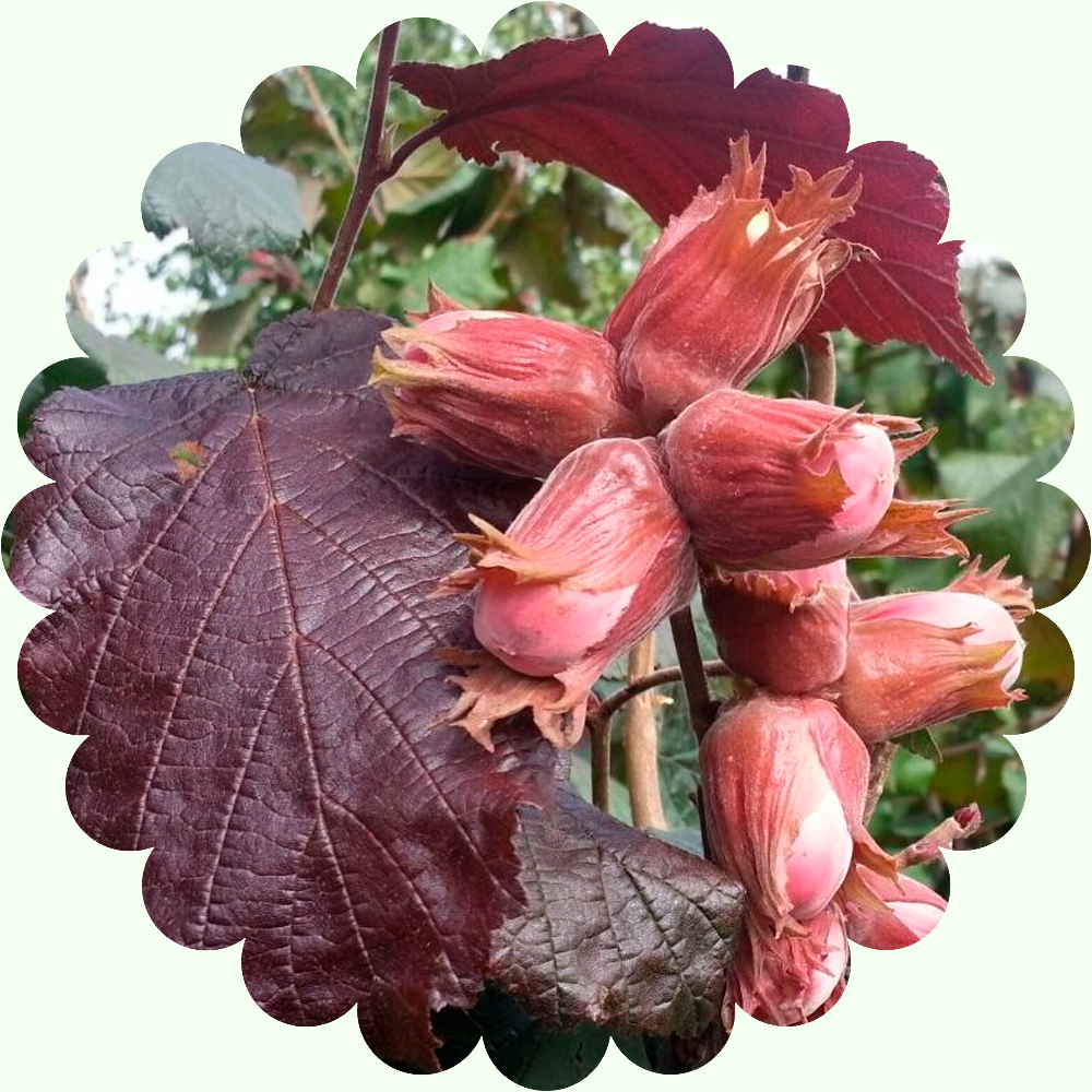 Фундук Московский ранний