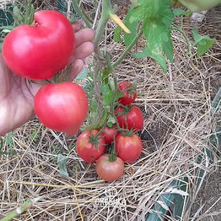 Japanese tomato paste ketchup home preserve fleshy low-seed
